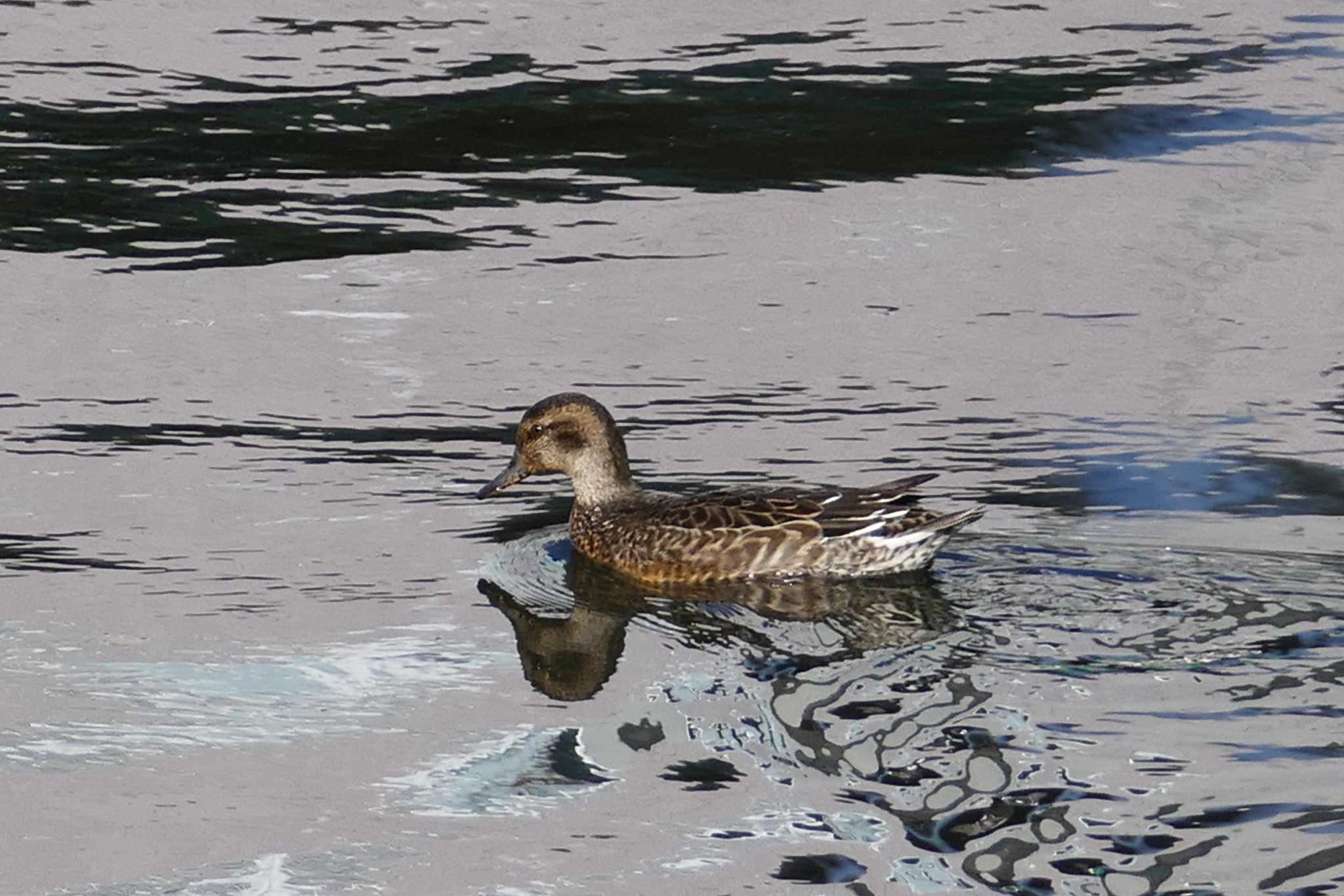 Eurasian Teal