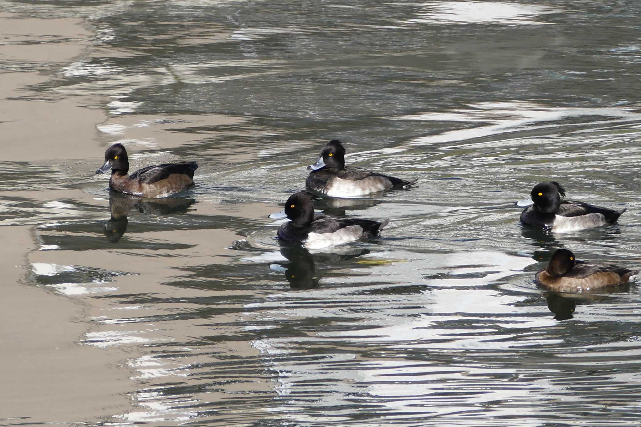 Photo of Tufted Duck at 東京都 by アカウント5509