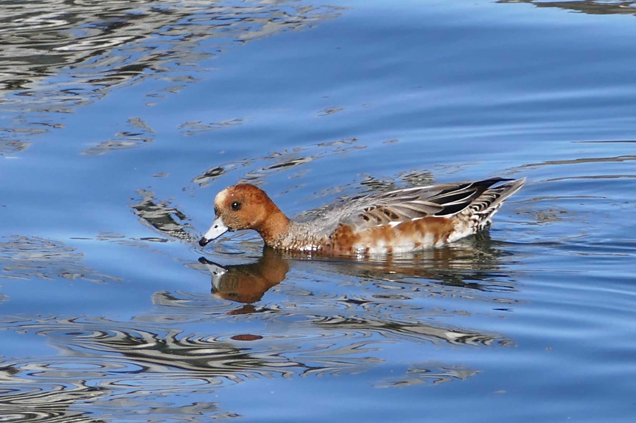 Photo of Eurasian Wigeon at 東京都 by アカウント5509