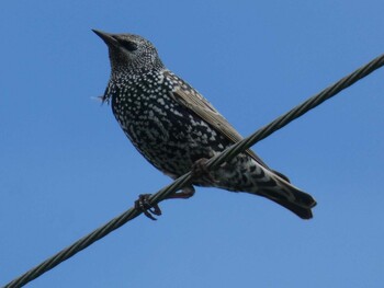 Common Starling Yoron Island Sat, 10/23/2021