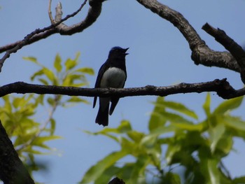 Blue-and-white Flycatcher Nagai Botanical Garden Tue, 5/2/2017