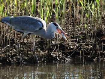 Sat, 10/23/2021 Birding report at 佐鳴湖公園