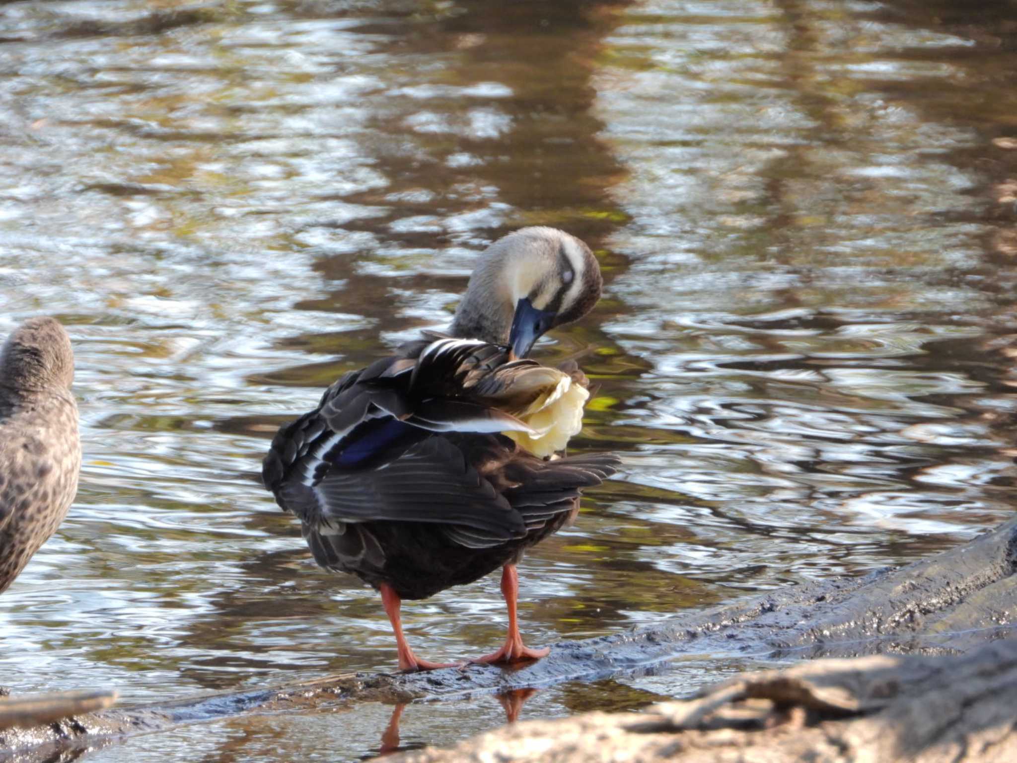 Eastern Spot-billed Duck