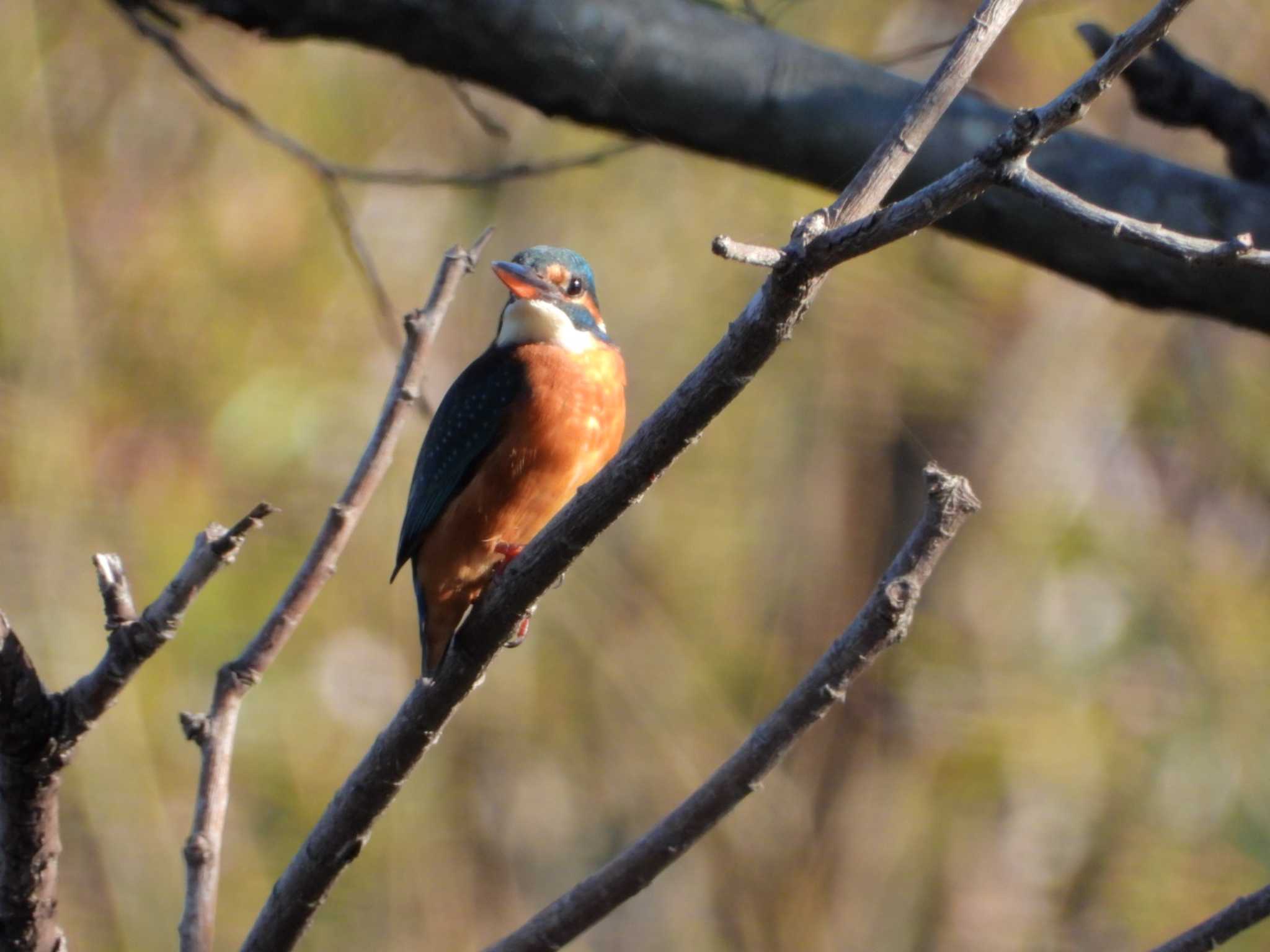 Common Kingfisher