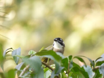 2021年10月23日(土) 朝陽公園(北京)の野鳥観察記録