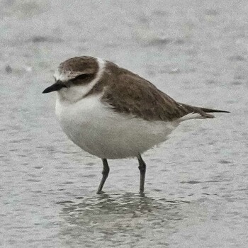 Kentish Plover Pak Thale Birding Site Sat, 10/23/2021