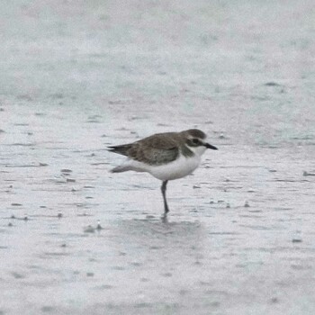 Siberian Sand Plover Pak Thale Birding Site Sat, 10/23/2021