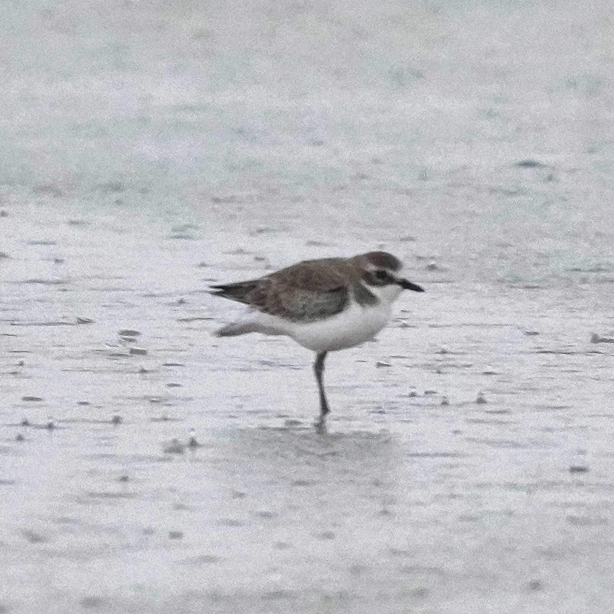 Siberian Sand Plover