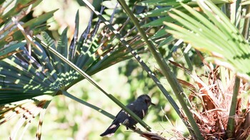 Brown-eared Bulbul 羽村堰 Sat, 10/23/2021