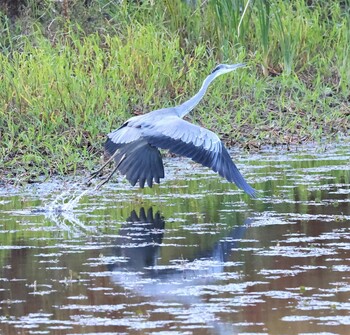 アオサギ 湖北野鳥センター 2021年10月23日(土)