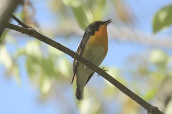 キビタキ 滋賀県近江富士花緑公園 2017年4月30日(日)