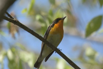 キビタキ 滋賀県近江富士花緑公園 2017年4月30日(日)