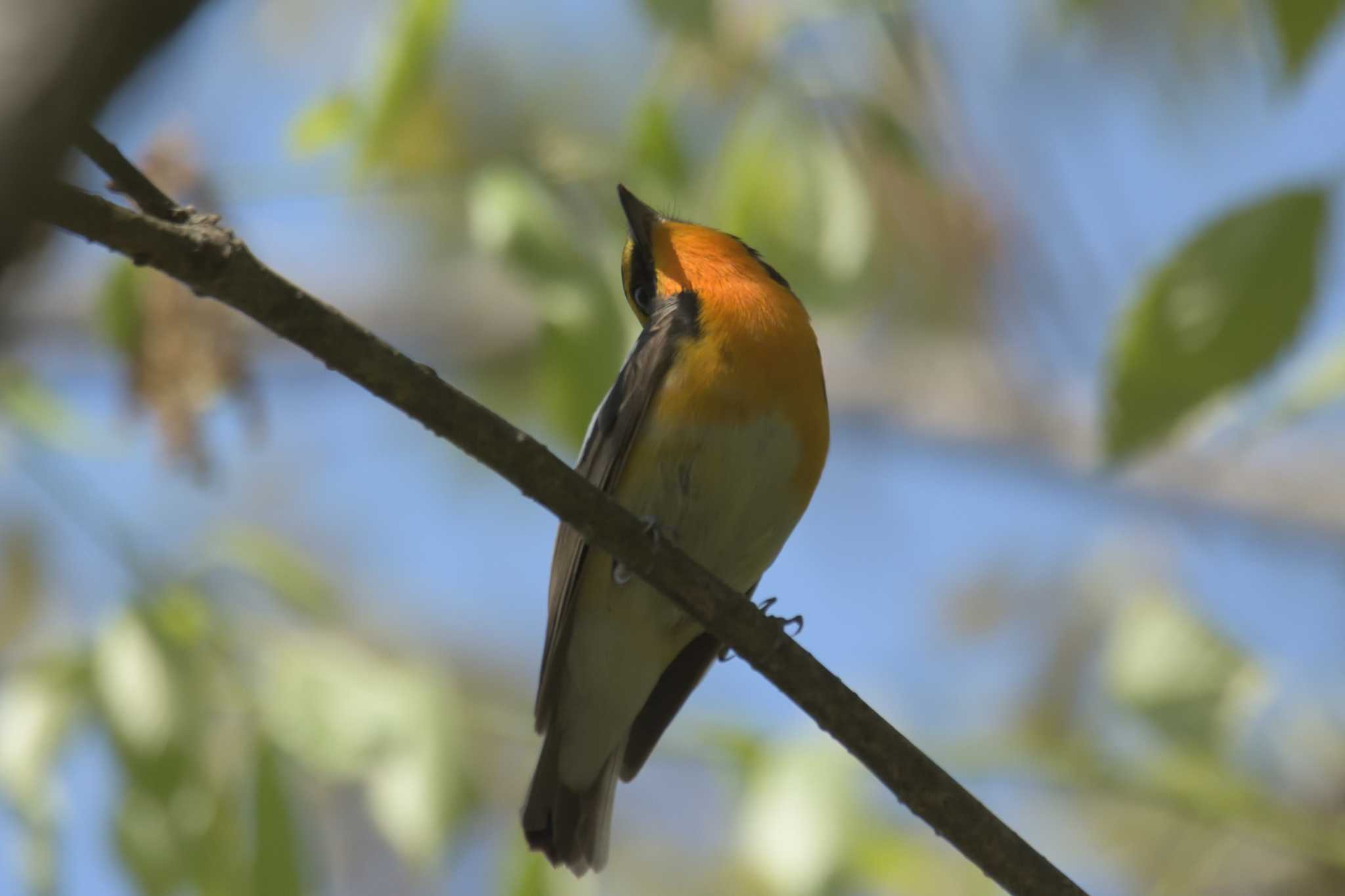 滋賀県近江富士花緑公園 キビタキの写真