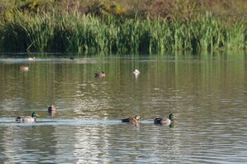 2021年10月23日(土) 多摩川二ヶ領宿河原堰の野鳥観察記録