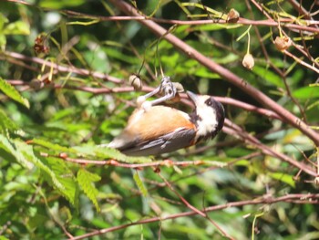 2021年10月23日(土) 座間谷戸山公園の野鳥観察記録