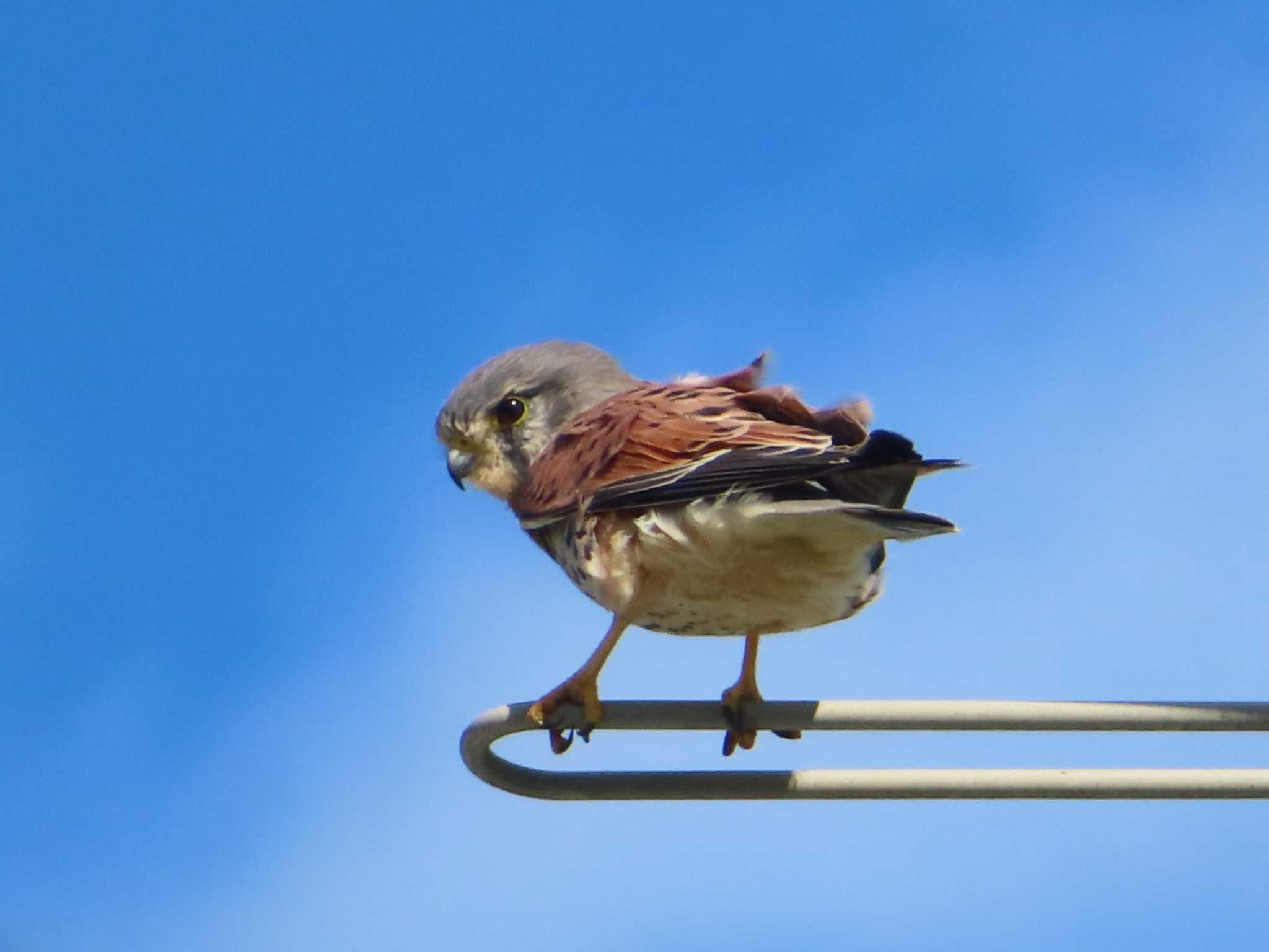 チョウゲンボウ