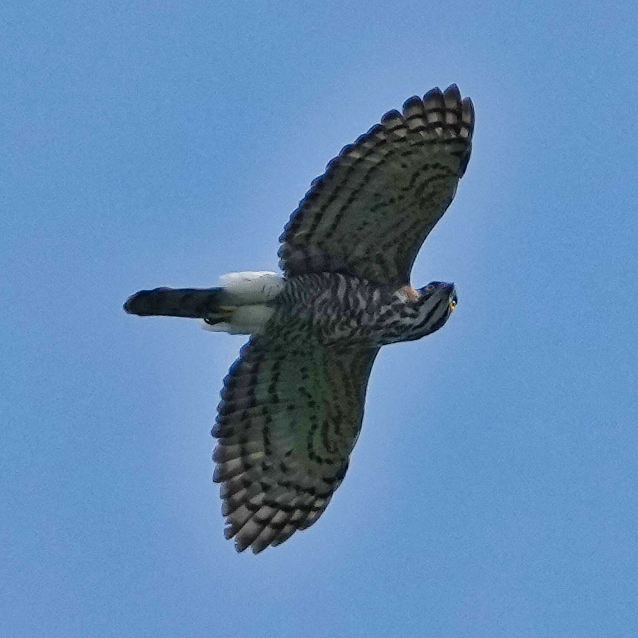 Crested Goshawk