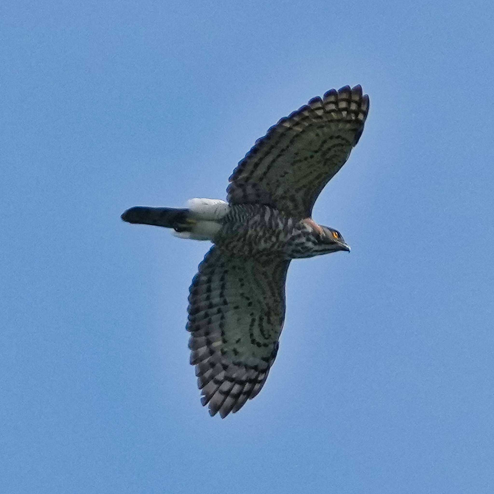 Crested Goshawk