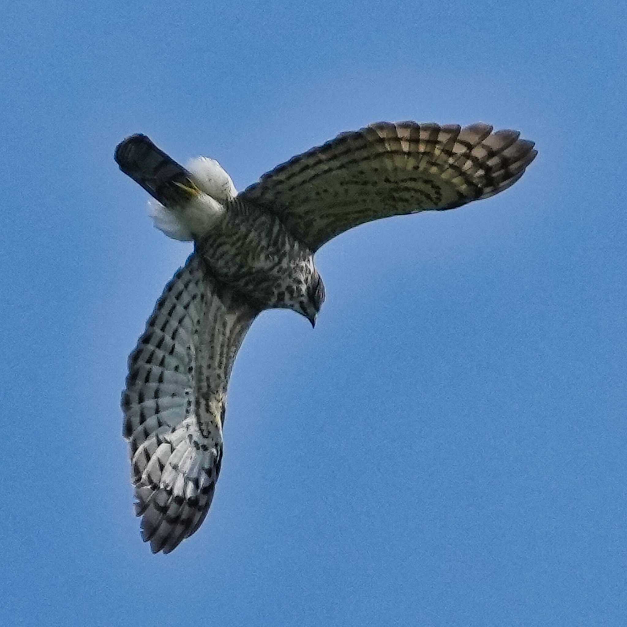 Crested Goshawk