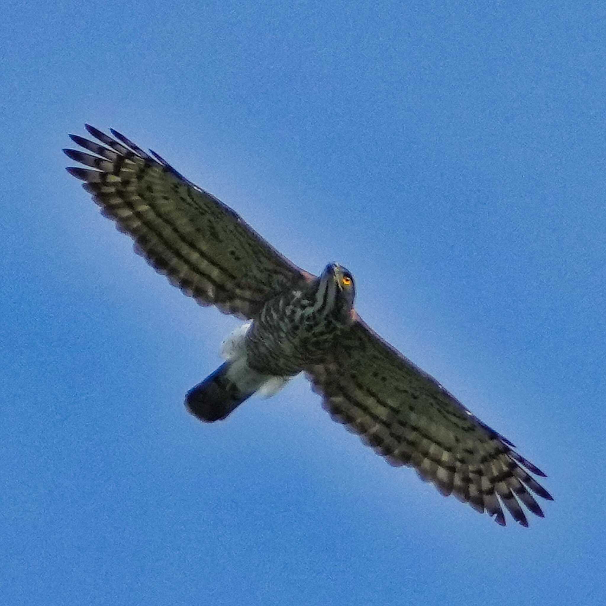 Crested Goshawk