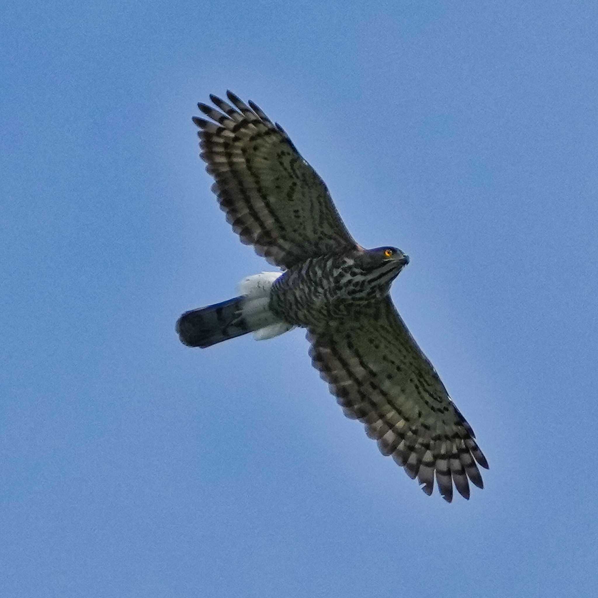 Crested Goshawk