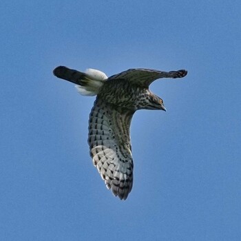 Crested Goshawk Radar Hill(Thailand, Prachuap Khiri Khan) Wed, 10/20/2021