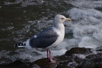 2021年10月23日(土) 福井緑地(札幌市西区)の野鳥観察記録