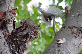 2021年10月23日(土) 西野緑道(札幌市西区)の野鳥観察記録