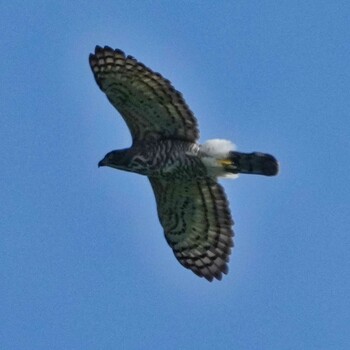 Crested Goshawk Radar Hill(Thailand, Prachuap Khiri Khan) Wed, 10/20/2021