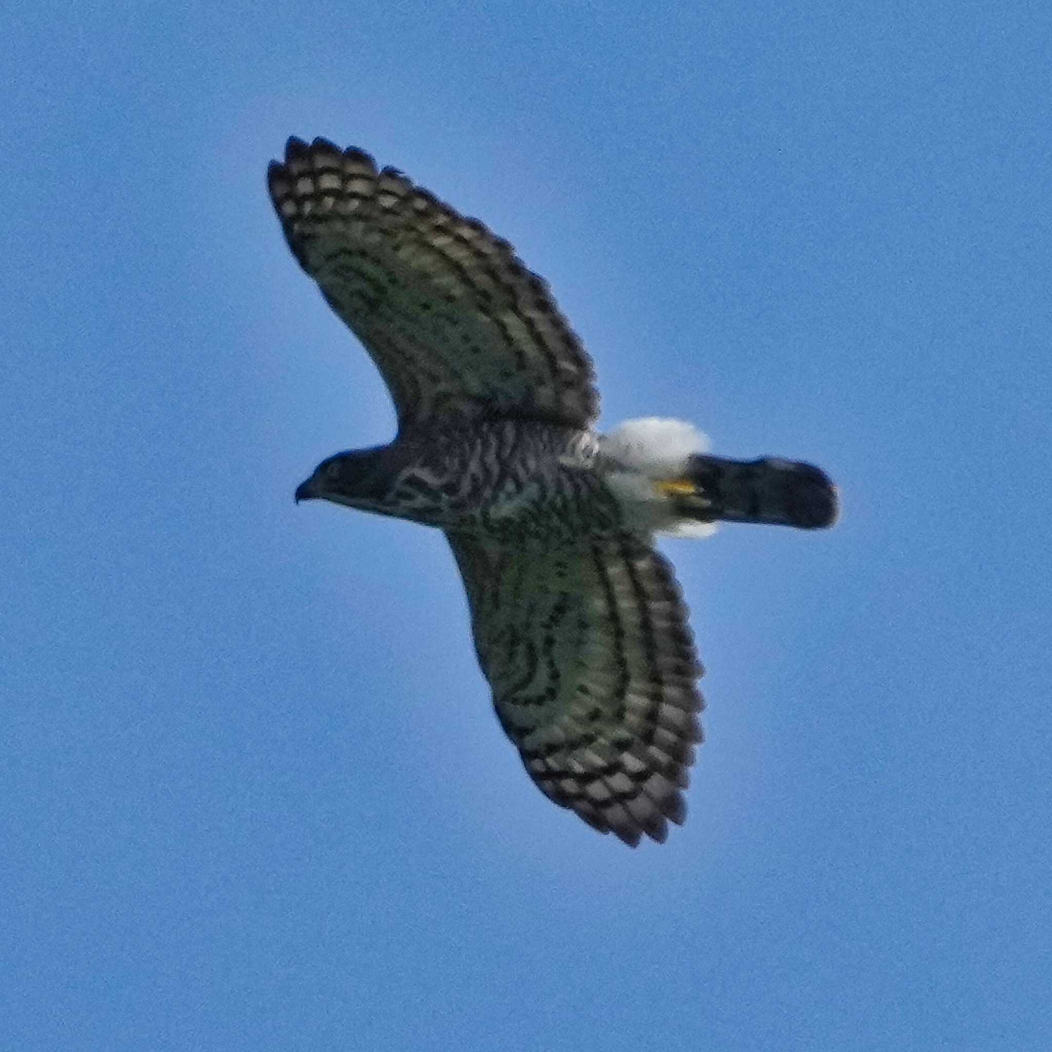 Crested Goshawk