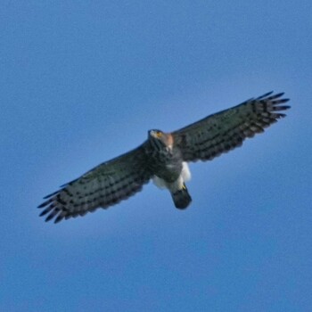 Crested Goshawk Radar Hill(Thailand, Prachuap Khiri Khan) Thu, 10/21/2021