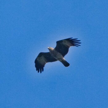 Brahminy Kite Radar Hill(Thailand, Prachuap Khiri Khan) Wed, 10/20/2021