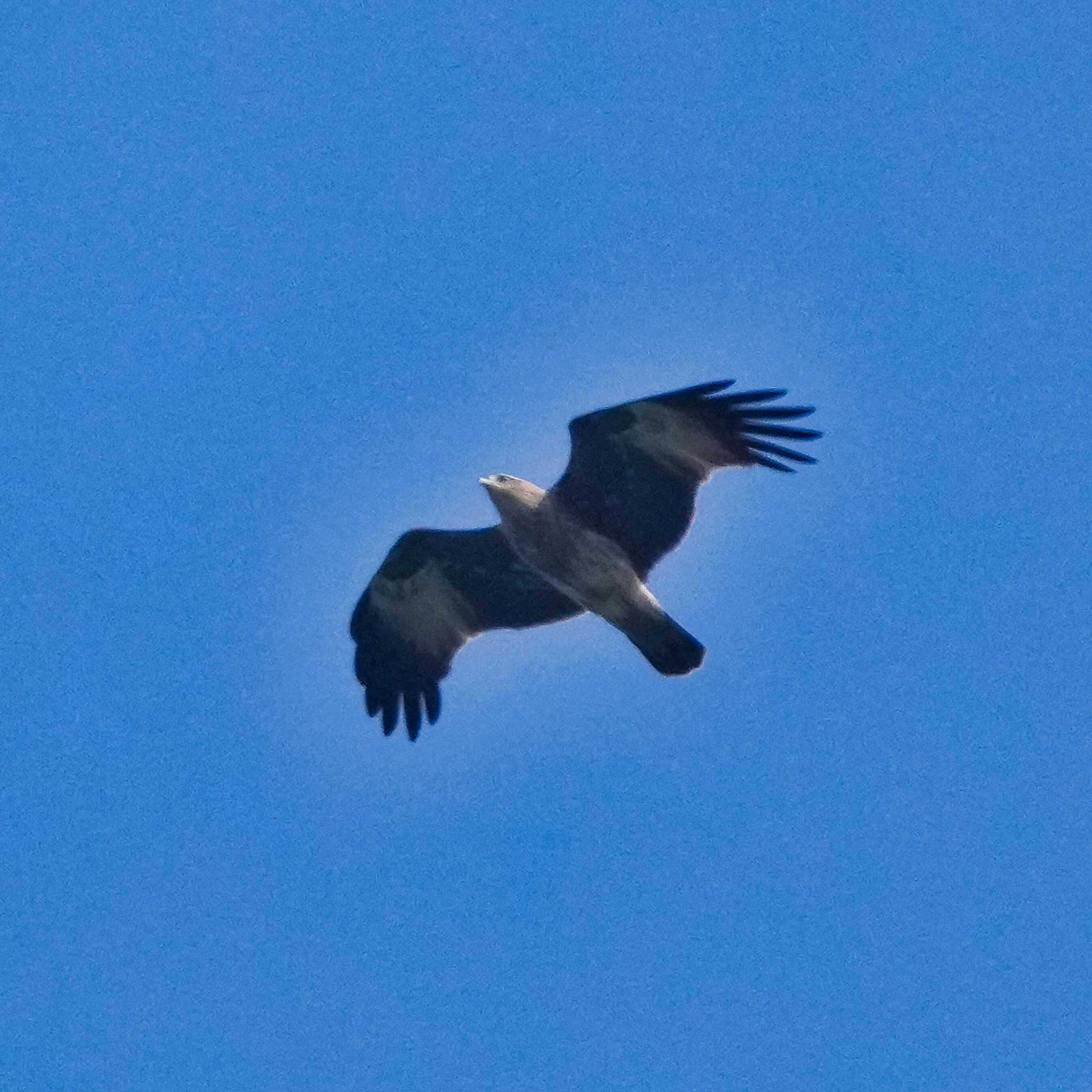 Brahminy Kite