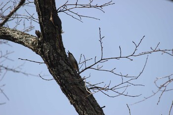 ゴジュウカラ 湯ノ湖 2021年5月4日(火)