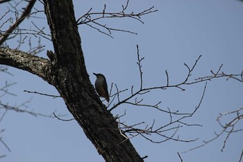 ゴジュウカラ 湯ノ湖 2021年5月4日(火)