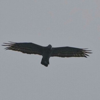 Unknown Species Radar Hill(Thailand, Prachuap Khiri Khan) Thu, 10/21/2021