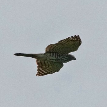 Crested Goshawk Radar Hill(Thailand, Prachuap Khiri Khan) Thu, 10/21/2021