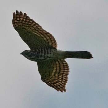 Crested Goshawk Radar Hill(Thailand, Prachuap Khiri Khan) Thu, 10/21/2021