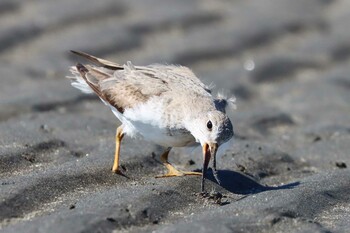 ソリハシシギ ふなばし三番瀬海浜公園 2021年10月23日(土)