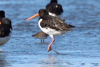 2021年10月23日(土) ふなばし三番瀬海浜公園の野鳥観察記録