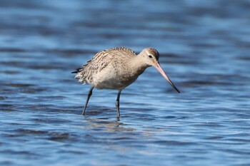 オオソリハシシギ ふなばし三番瀬海浜公園 2021年10月23日(土)