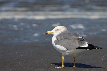 ウミネコ ふなばし三番瀬海浜公園 2021年10月23日(土)