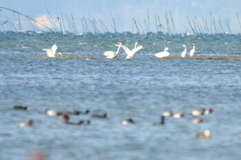 コハクチョウ 湖北 2021年10月23日(土)