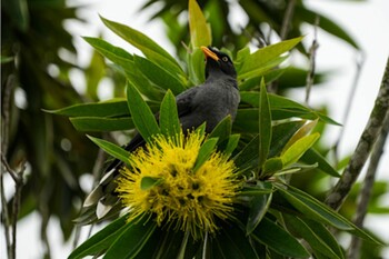 2021年10月23日(土) Jurong Lake Gardensの野鳥観察記録