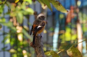 Daurian Redstart 大栗川 Sat, 10/23/2021