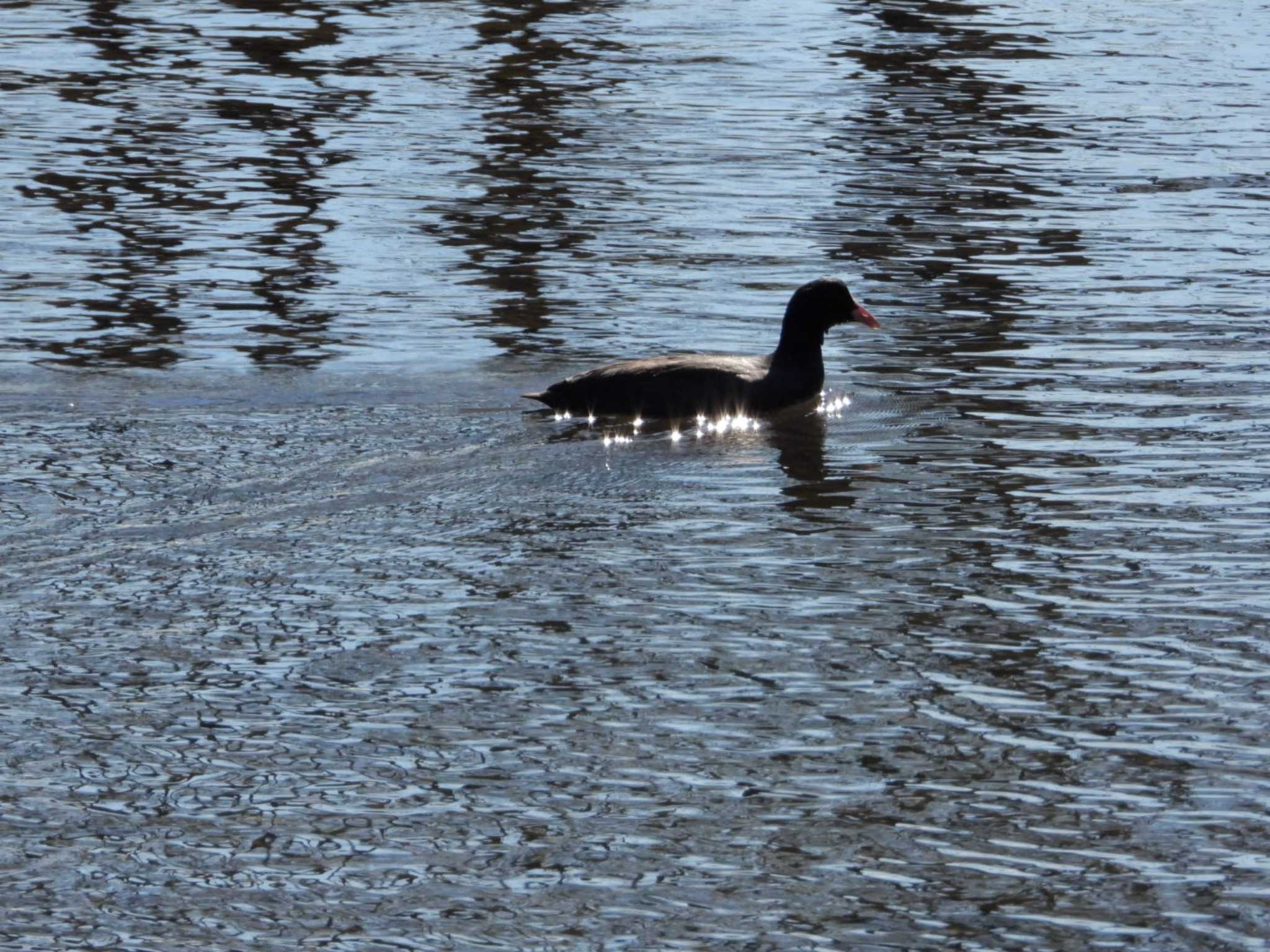 佐鳴湖公園 オオバンの写真 by ひょっこ