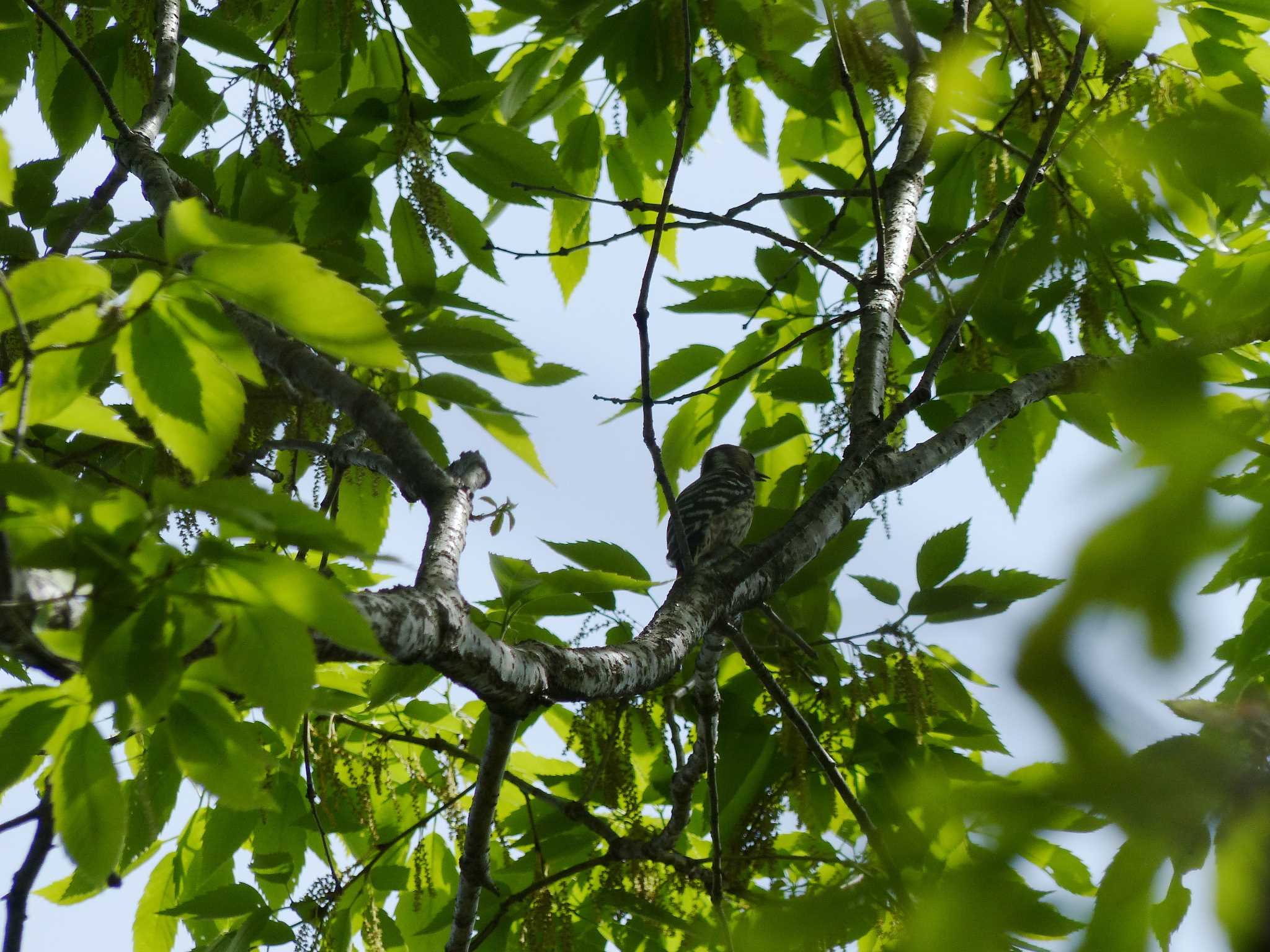 Photo of Japanese Pygmy Woodpecker at Forest Park of Mie Prefecture by アカウント962