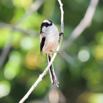 Long-tailed Tit 西宮市 甲陽園 Sat, 10/23/2021