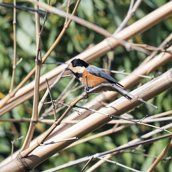 Varied Tit 西宮市 甲陽園 Sat, 10/23/2021