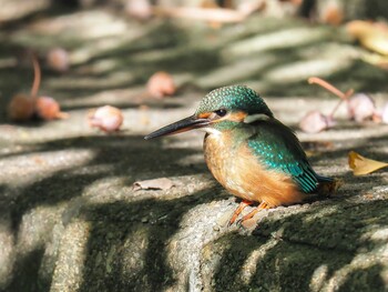 Common Kingfisher 西宮市 高座町 Sat, 10/23/2021